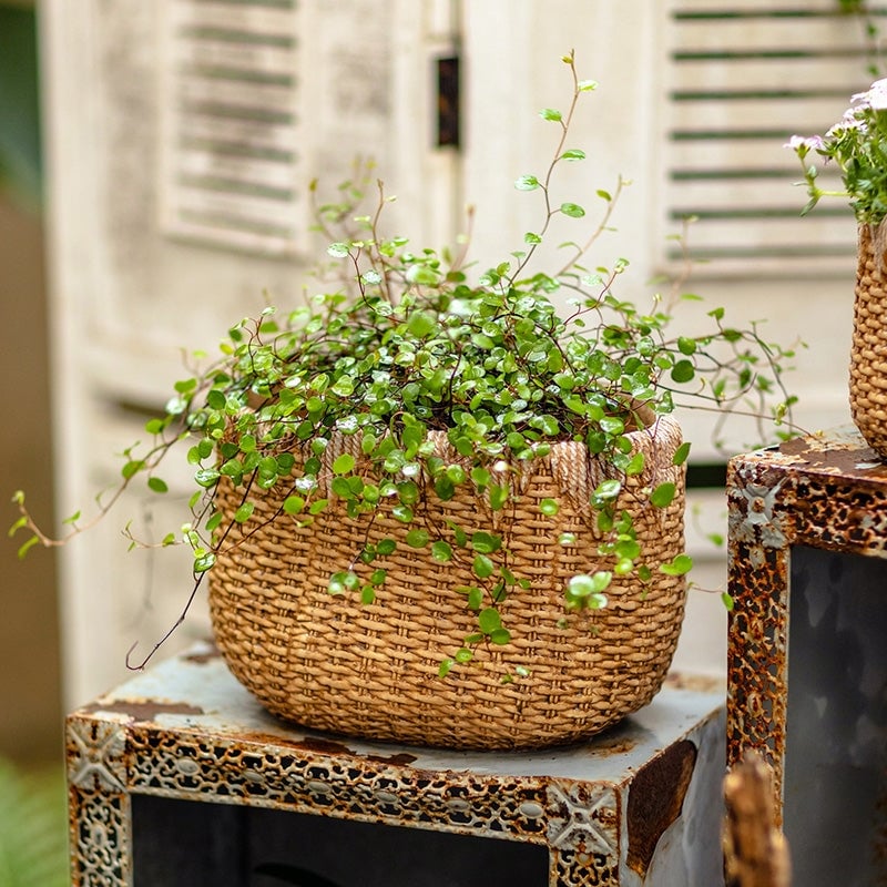 RusticReach Lady Straw Basket Cement Planter