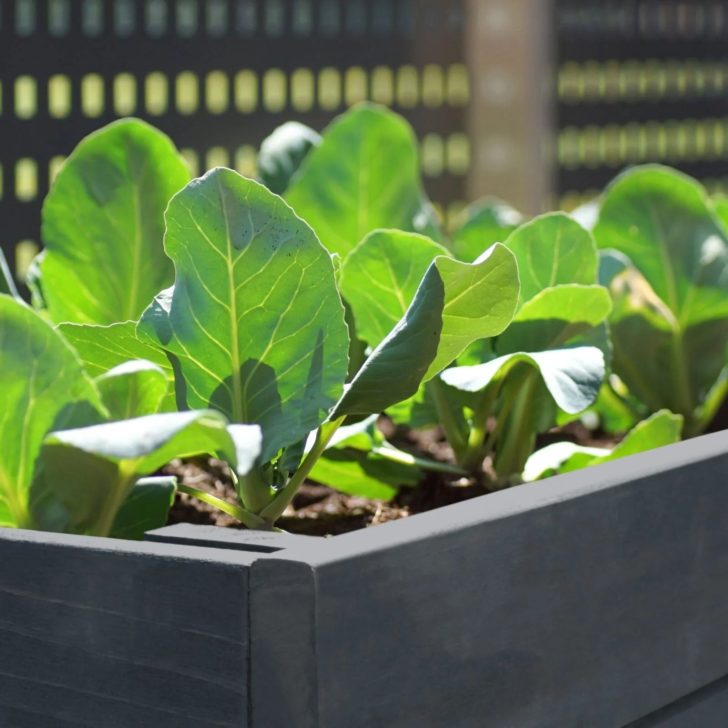 VEIKOUS Wooden Raised Garden Bed for Vegetables Oversized Deep Planter Box with Liner