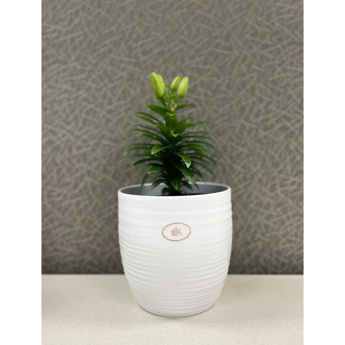 6.3" Ceramic Bergamo Indoor Plant Pots - White or Red