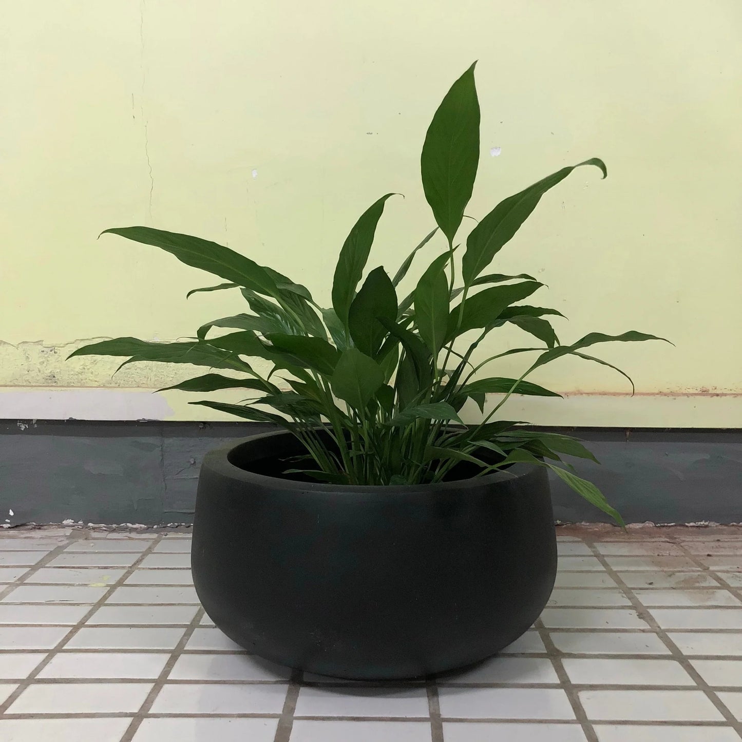 Durx-litecrete Lightweight Concrete Modern Low Bowl Cement Planter-Medium - 15.7'x15.7'x7.9'