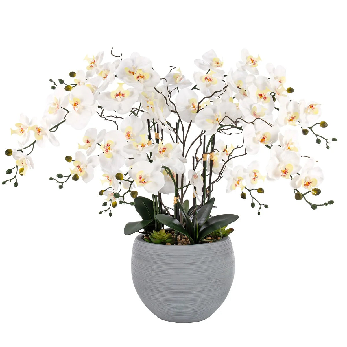 9 Stems Nearly Natural White Phalaenopsis Orchids with Succulents in White Magnesium Oxide Pot - 36.22" H x 35.43" W x 35.43" D