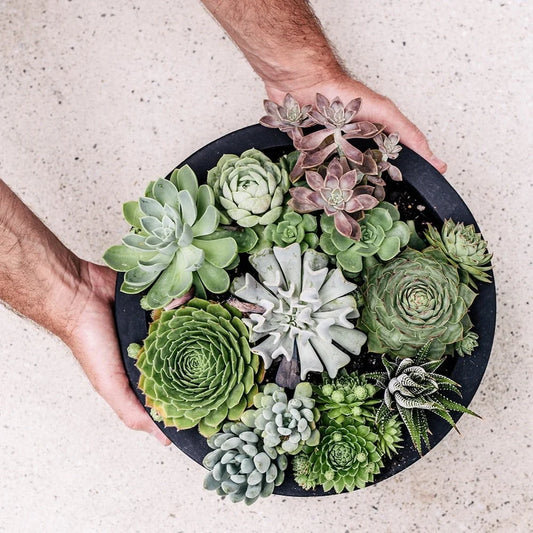 DreamPatio Los Angeles 1-piece Fiberstone Succulent Bowl Planter