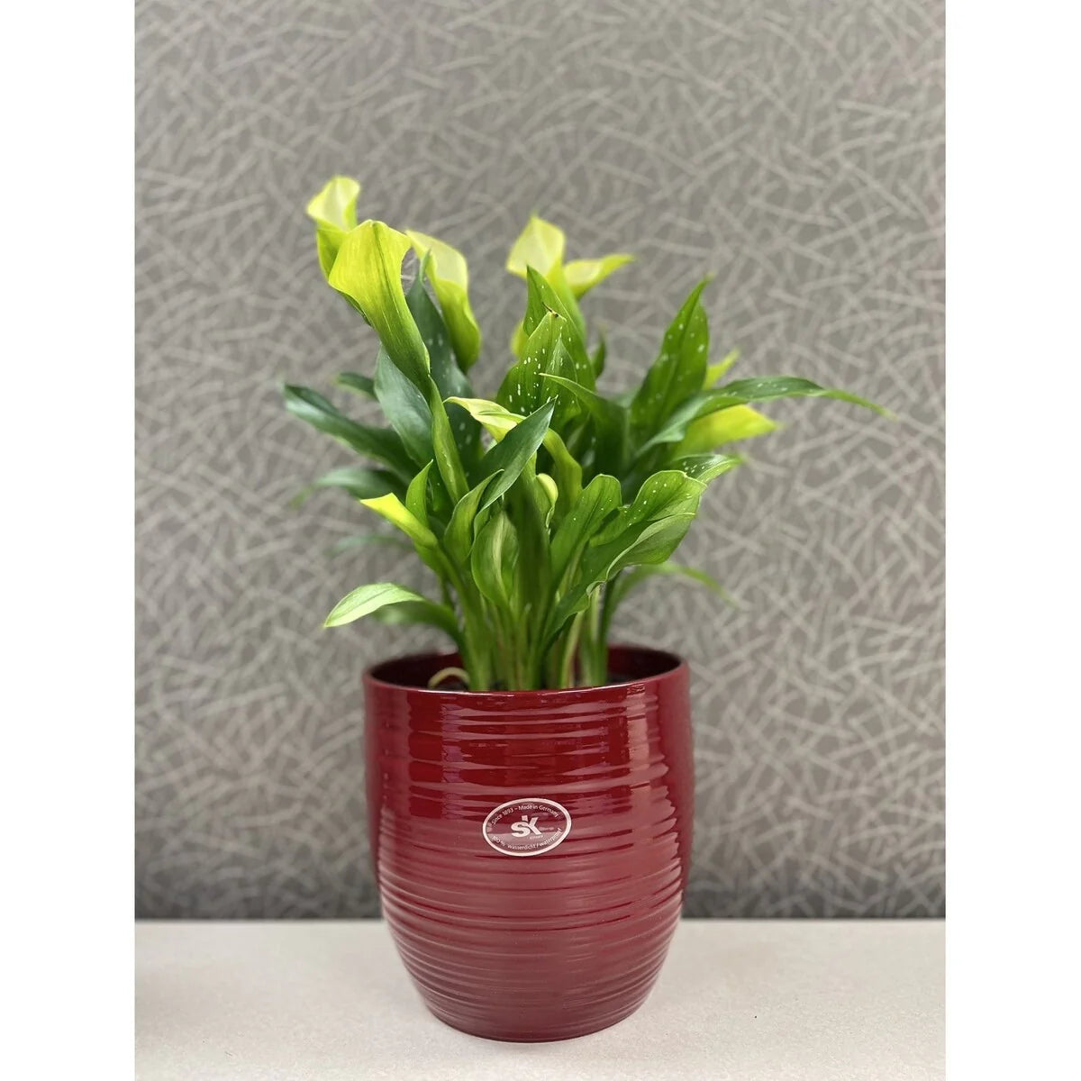 6.3" Ceramic Bergamo Indoor Plant Pots - White or Red