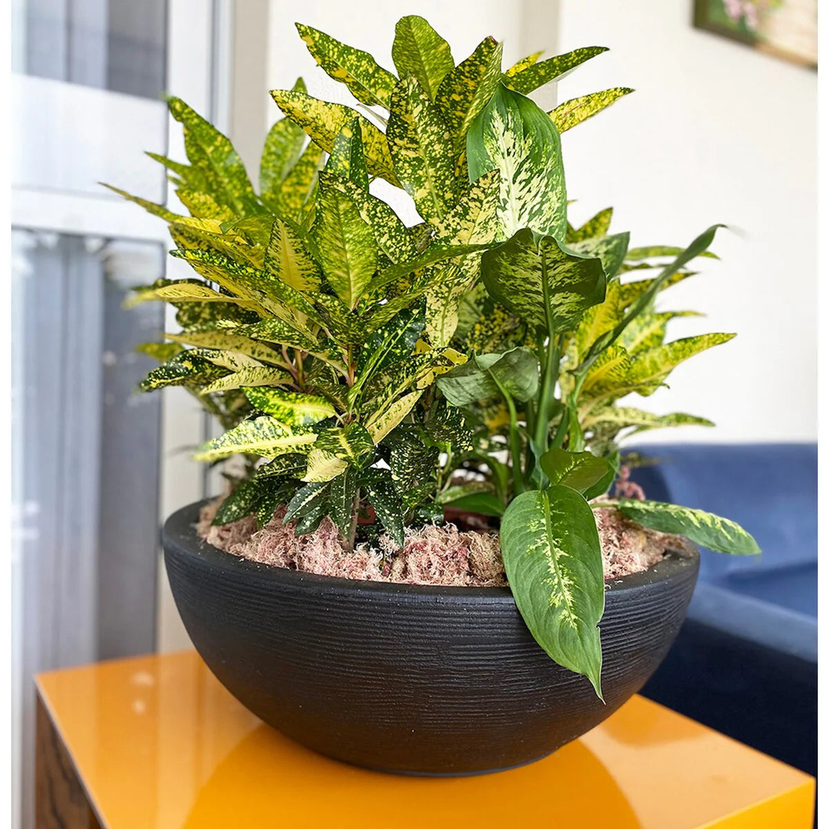 Floridis Amsterdan Large Planter Bowl