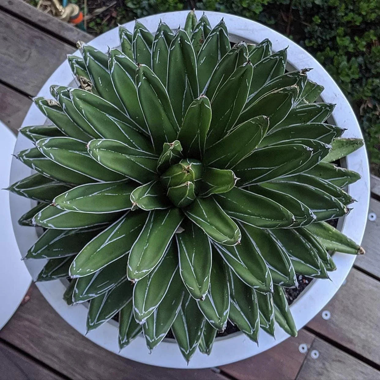 DreamPatio Los Angeles 1-piece Fiberstone Succulent Bowl Planter
