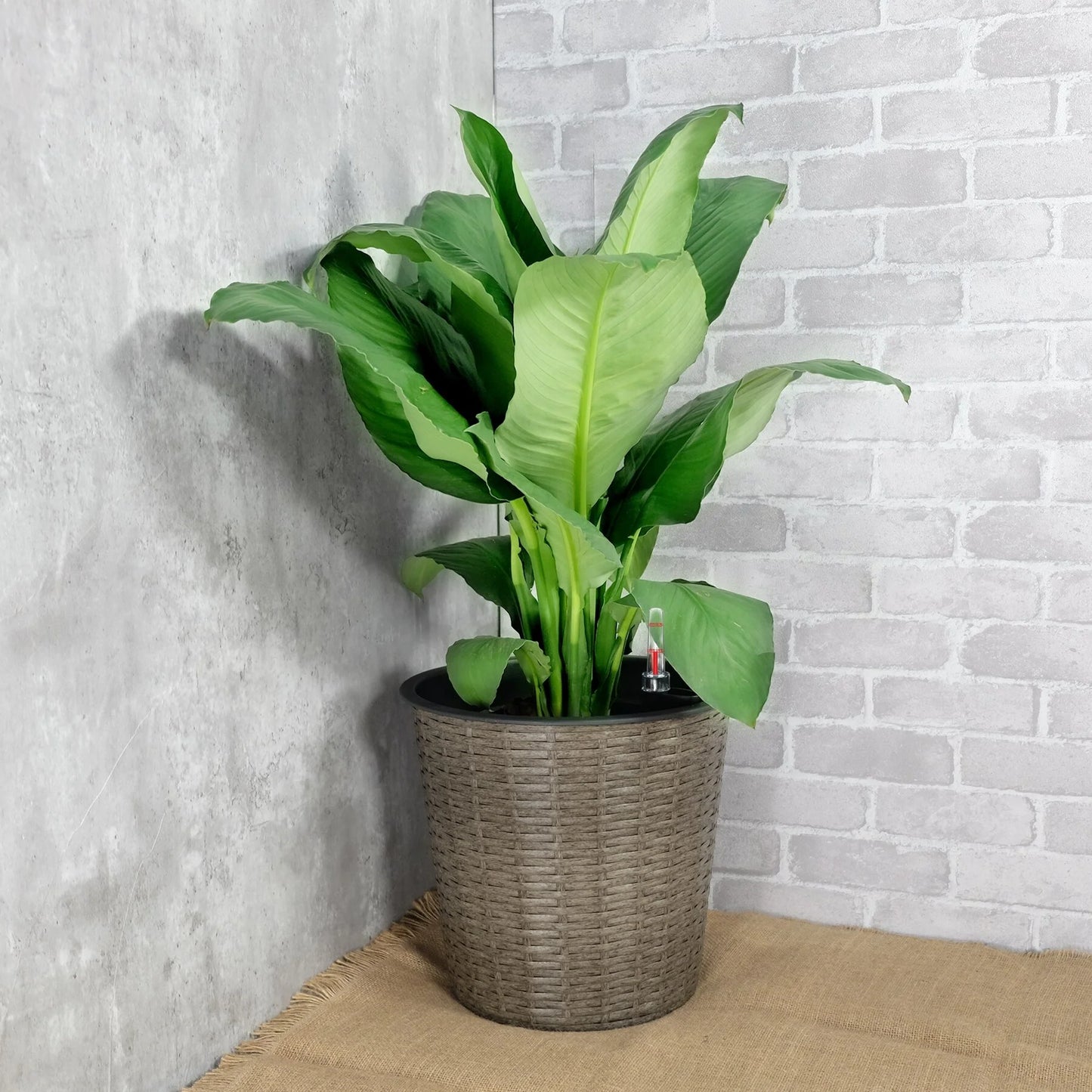 DTY Signature 2-Pack Self-watering Wicker Decor Planter for Indoor and Outdoor - Round