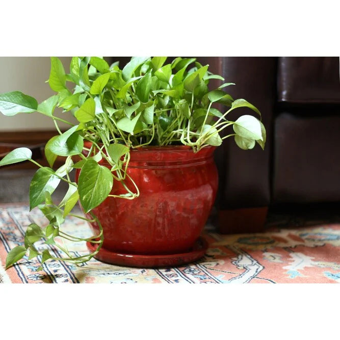 Southern Patio Ceramic Wisteria Planter (Single or Set of 2)