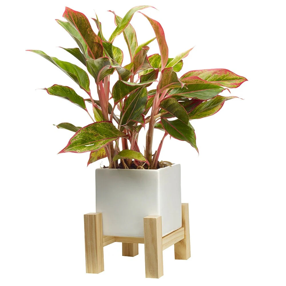 Southern Patio Hemingway Ceremic Square Indoor Planter with Wooden Stand