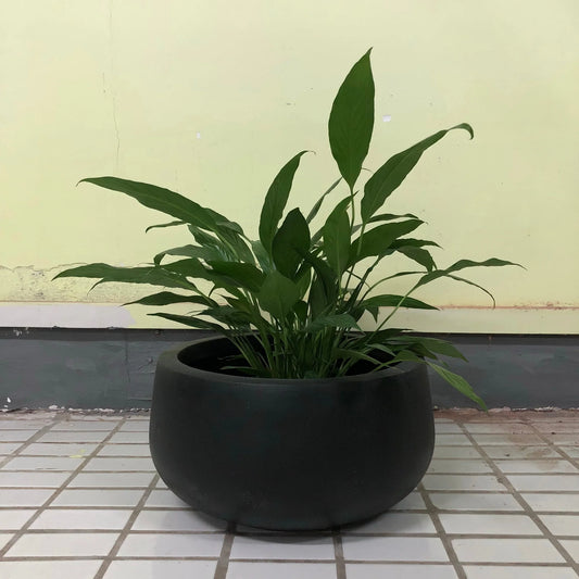 Durx-litecrete Lightweight Concrete Modern Low Bowl Cement Planter-Medium - 15.7'x15.7'x7.9'