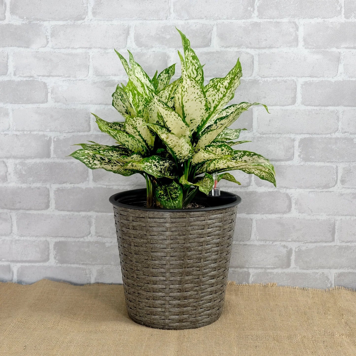 DTY Signature 2-Pack Self-watering Wicker Decor Planter for Indoor and Outdoor - Round