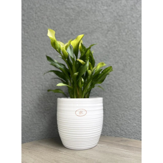 6.3" Ceramic Bergamo Indoor Plant Pots - White or Red
