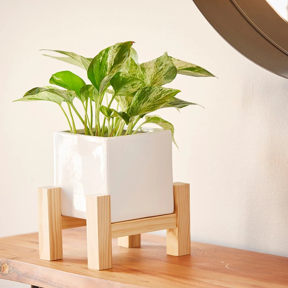 Southern Patio Hemingway Ceremic Square Indoor Planter with Wooden Stand